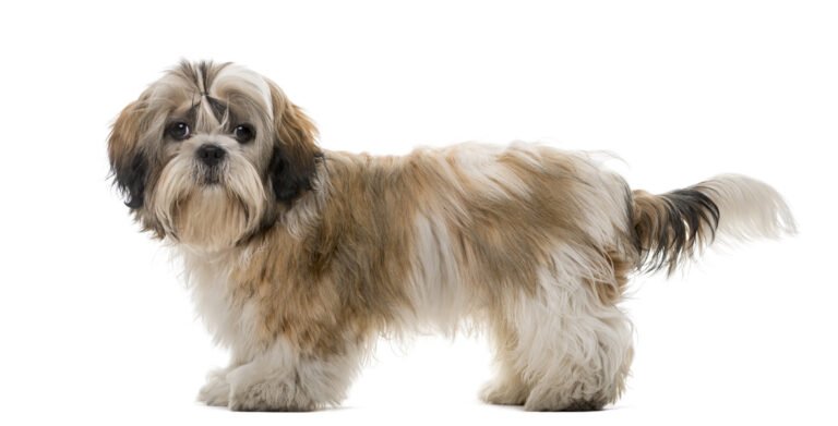 Shih Tzu 1