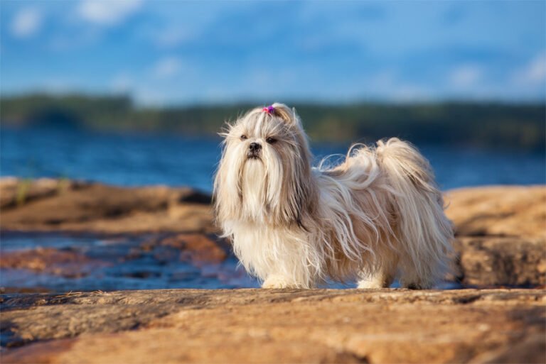 Shih Tzu 2