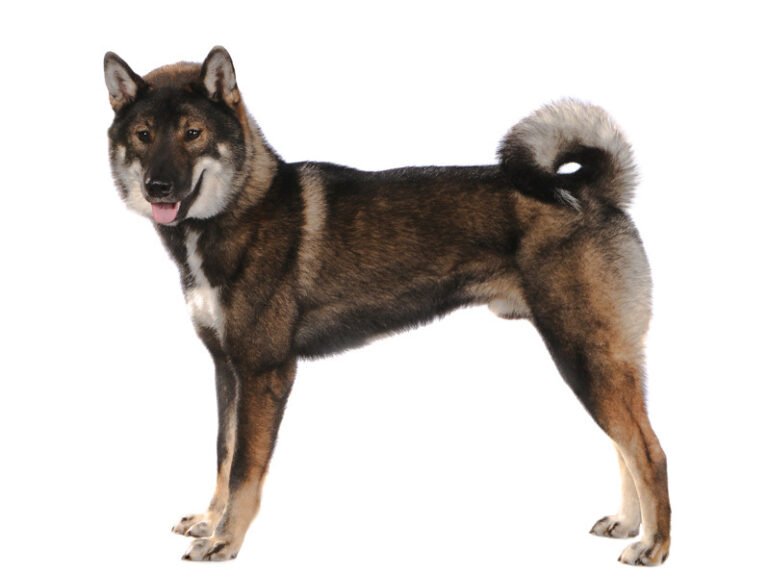 Shikoku 1