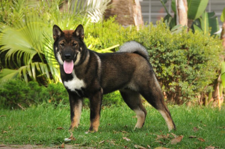 Shikoku 2