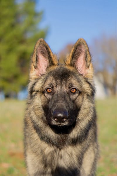 Shiloh Çoban Köpeği 1
