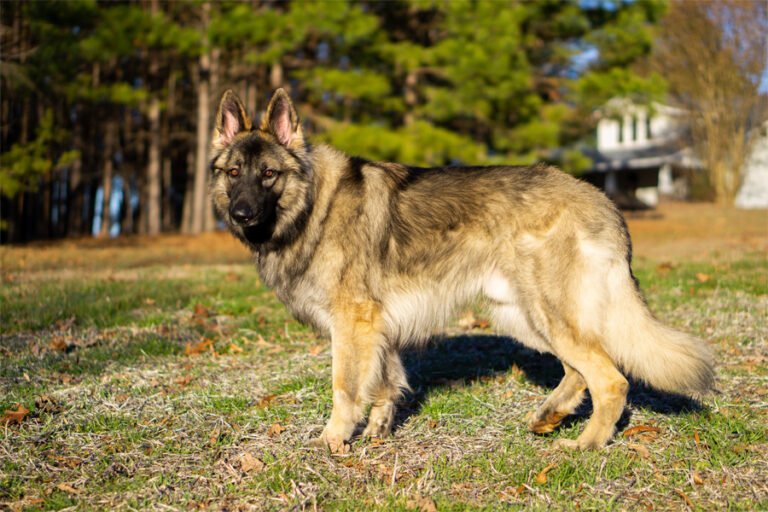 Shiloh Çoban Köpeği 2