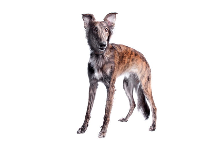 Silken Windhound 1