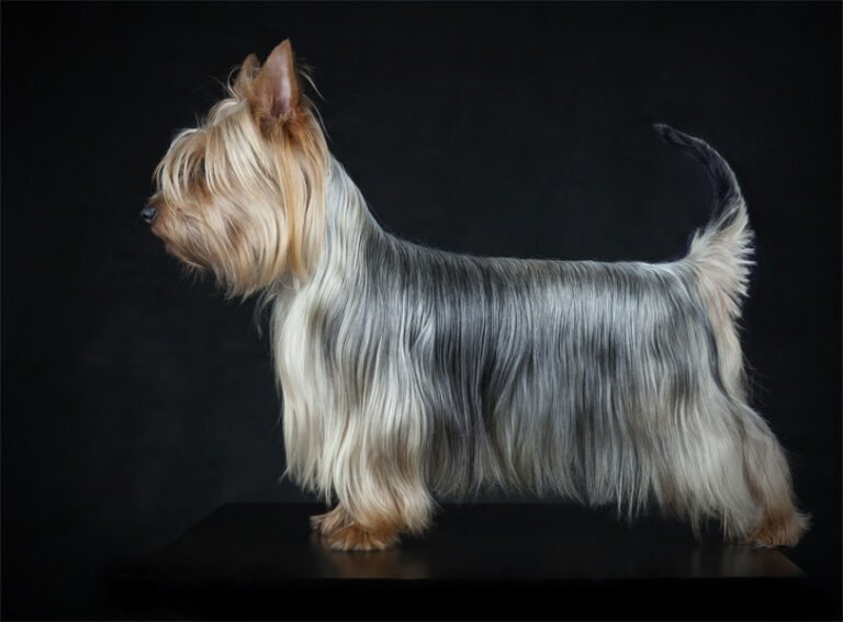 Silky Terrier 1