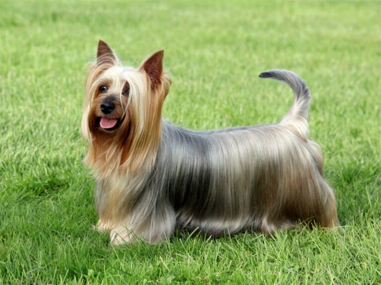 Silky Terrier 2