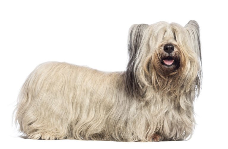 Skye Terrier 1