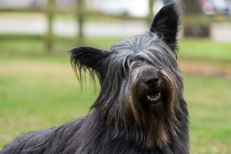 Skye Terrier 2
