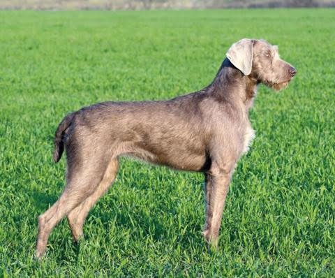 Slovakian Rough-haired Pointer 1