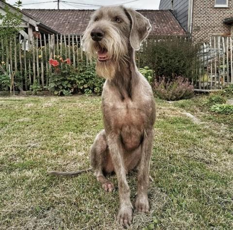 Slovakian Rough-haired Pointer 2