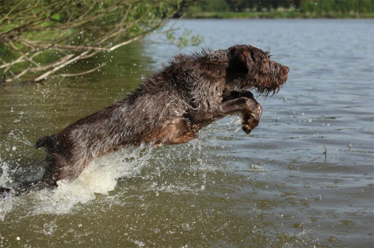 Spinone Italiano 1