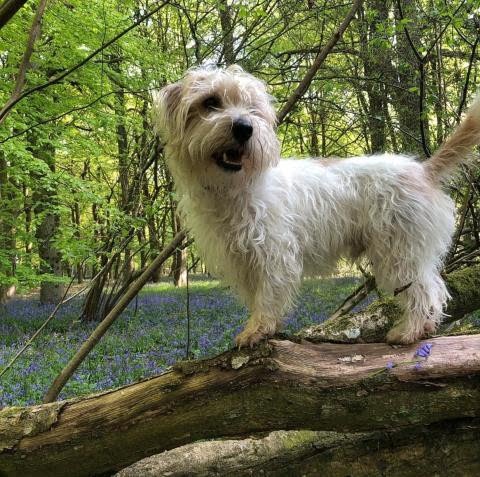 Sporting Lucas Terrier 1