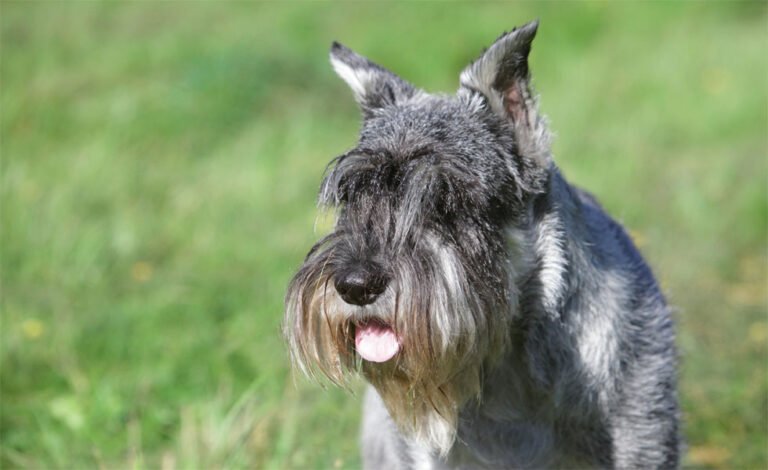 Standart Schnauzer 1
