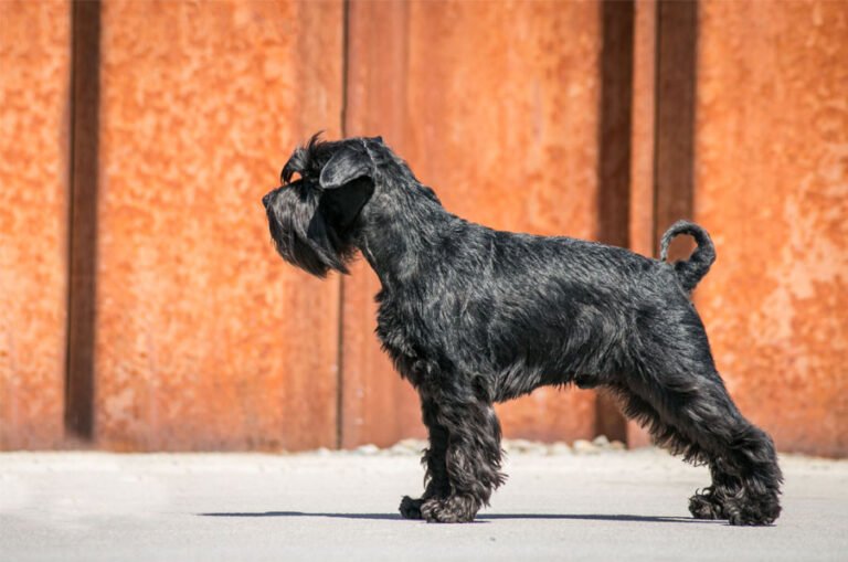 Standart Schnauzer 2