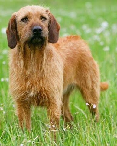 Styrian Coarse Haired Hound