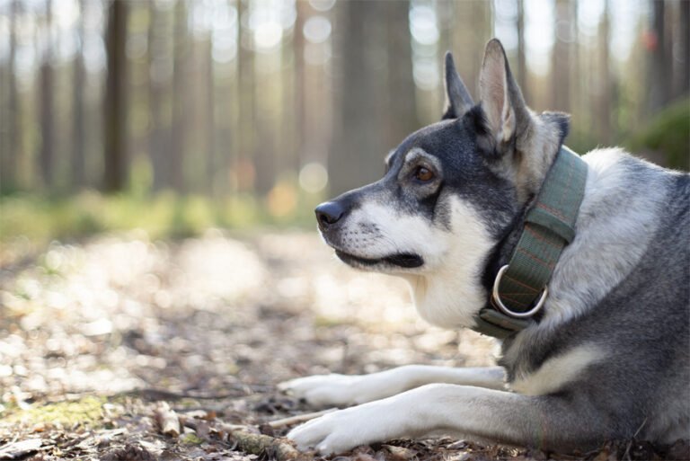 Swedish Elkhound 1