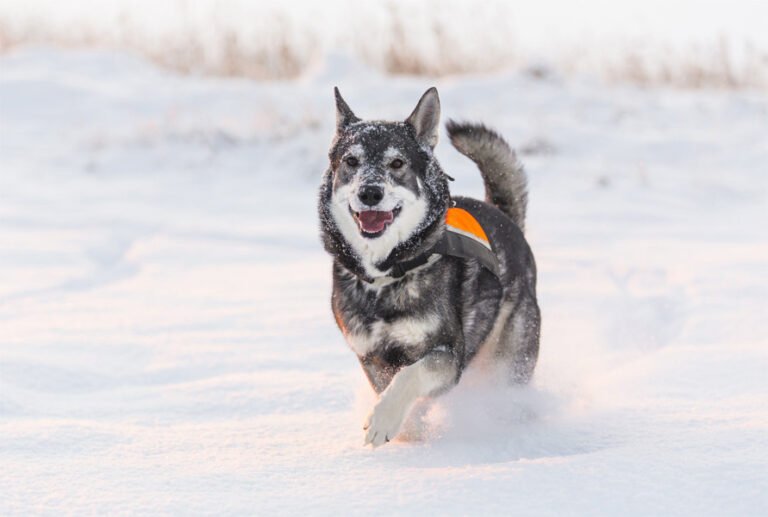 Swedish Elkhound 2