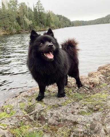 Swedish Lapphund 1