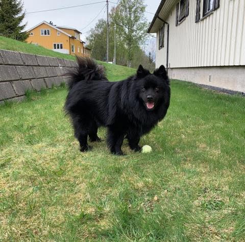Swedish Lapphund 2
