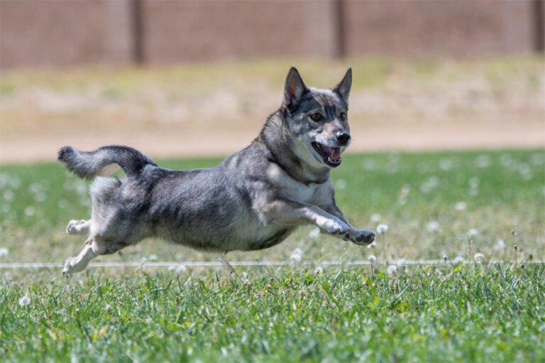 Swedish Vallhund 2