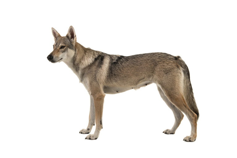Tamaskan 1