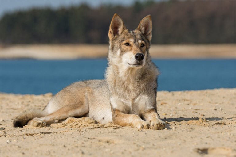 Tamaskan 2