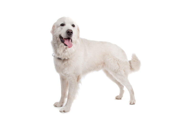 Tatra Çoban Köpeği 1