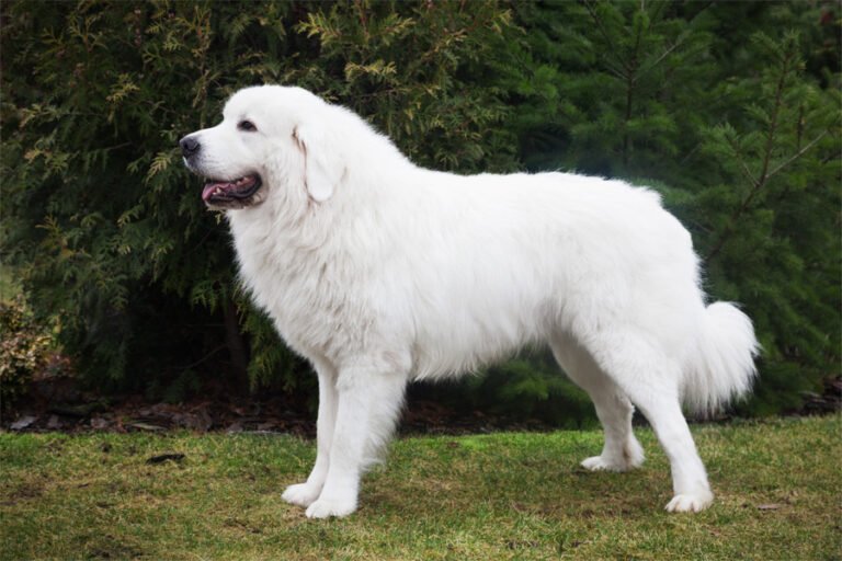 Tatra Çoban Köpeği 2