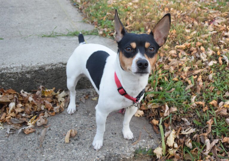 Teddy Roosevelt Terrier 2