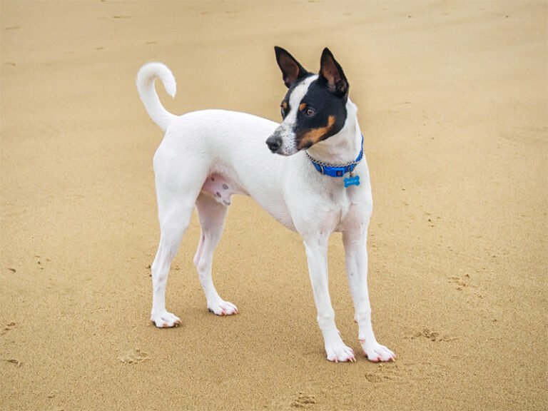 Tenterfield Terrier