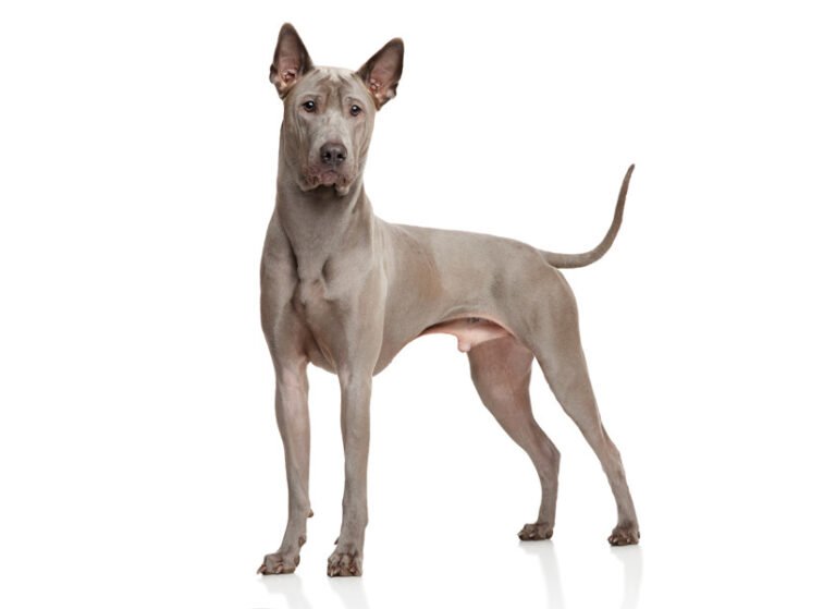 Thai Ridgeback 1