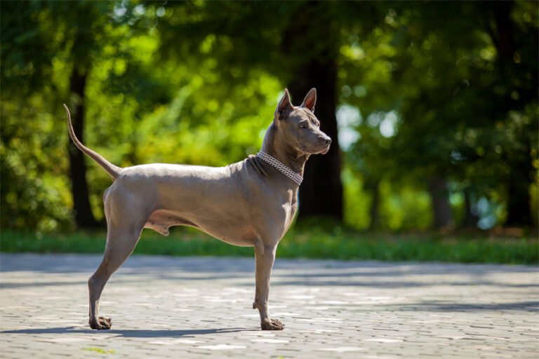 Thai Ridgeback 2