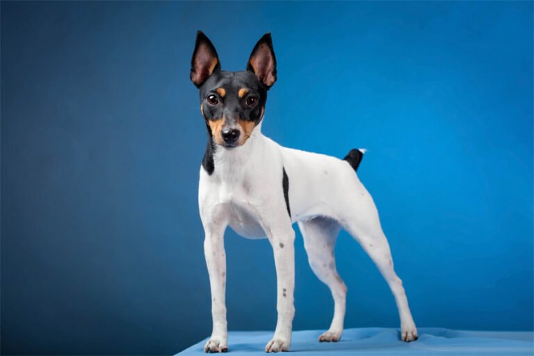 Toy Fox Terrier 1