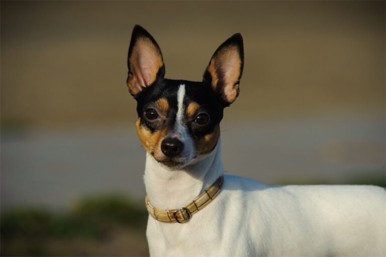 Toy Fox Terrier 2