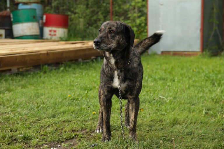 Treeing Tennessee Brindle 2