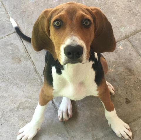 Trigg Hound