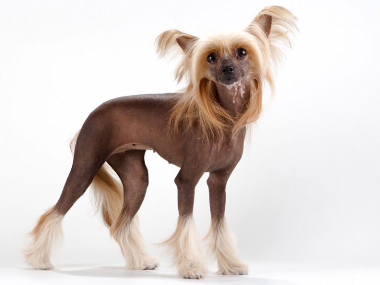 Tüysüz Çin Köpeği 1