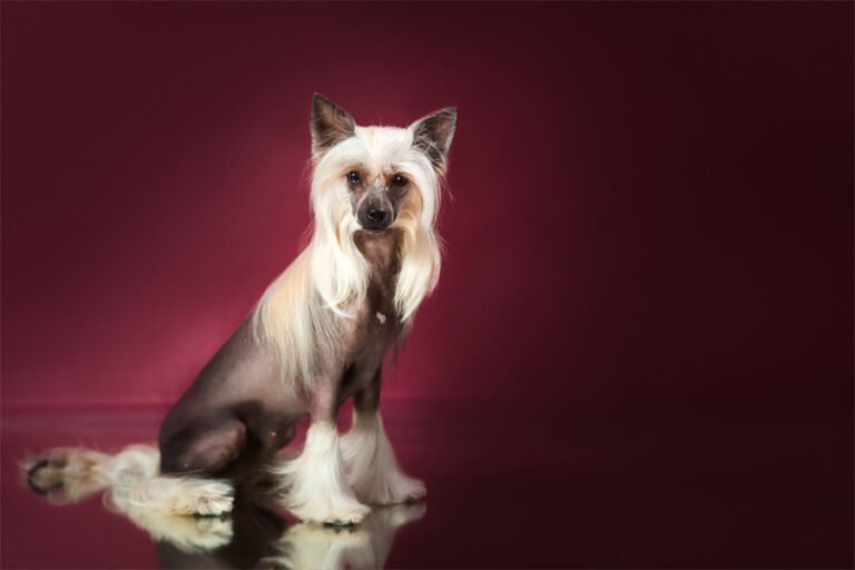 Tüysüz Çin Köpeği 2