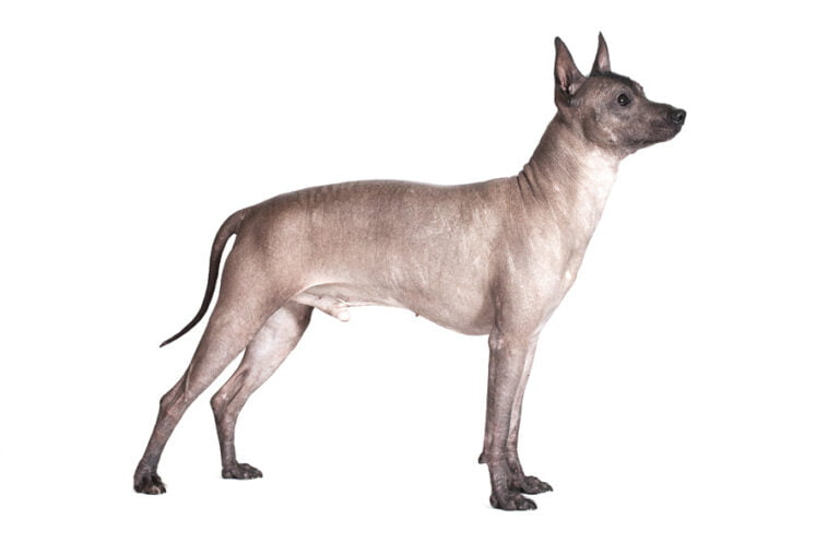 Tüysüz Meksika Köpeği 1