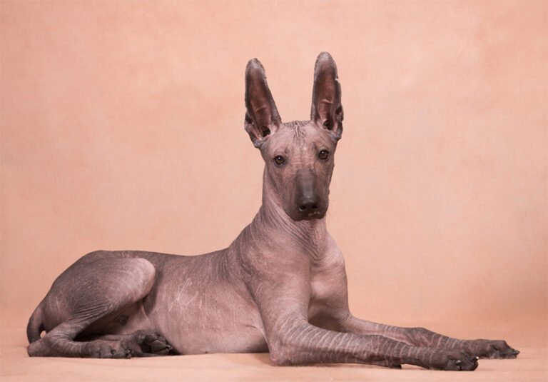 Tüysüz Meksika Köpeği 2