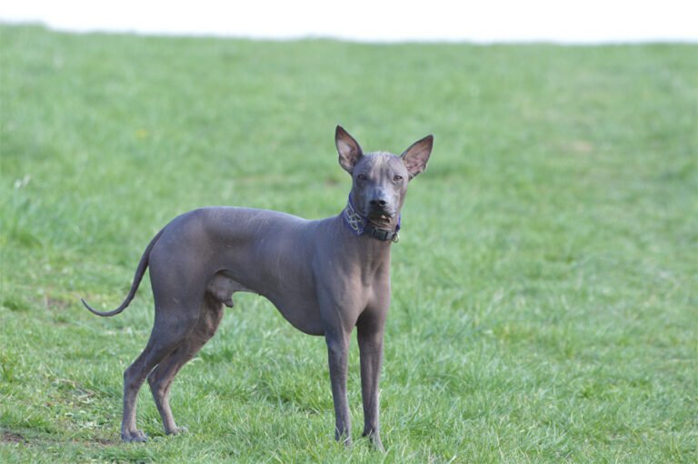 Tüysüz Peru Köpeği 2