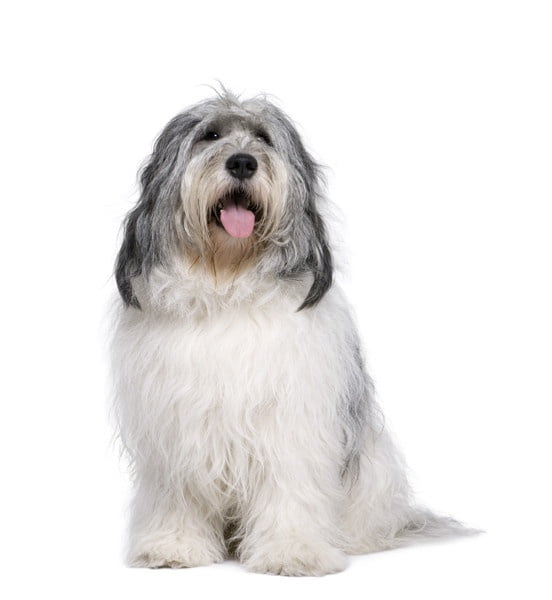 Valee Çoban Köpeği 1