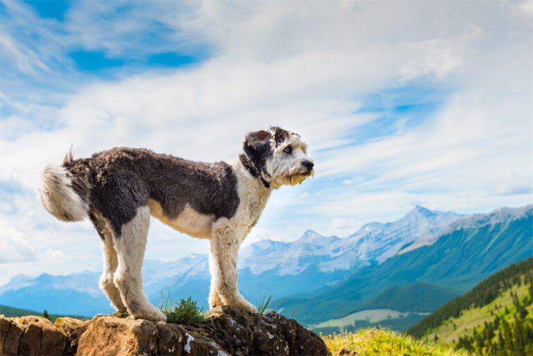 Valee Çoban Köpeği 2