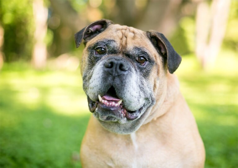 Victorian Bulldog