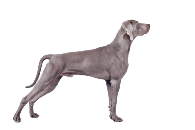 Weimaraner 1