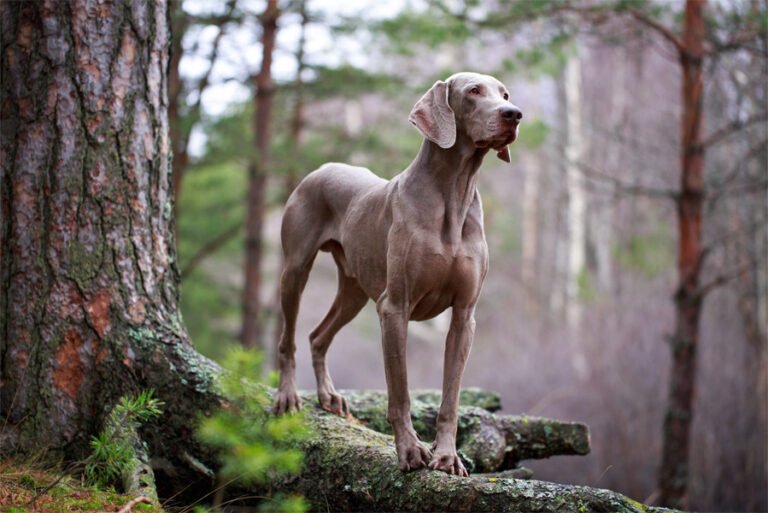 Weimaraner 2