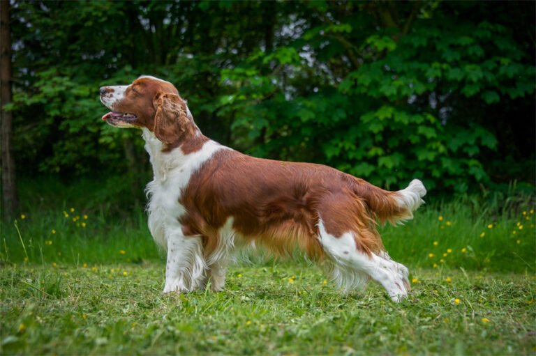 Welsh Springer Spaniel 1