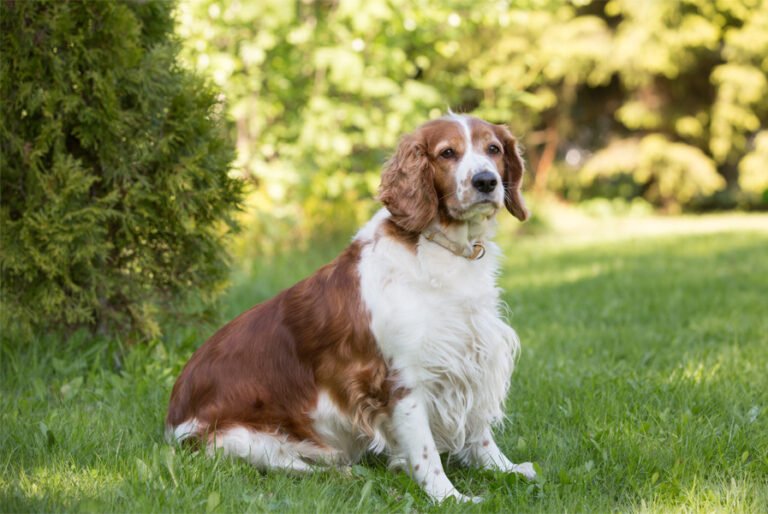 Welsh Springer Spaniel 2