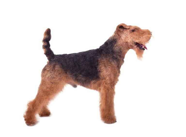 Welsh Terrier 1