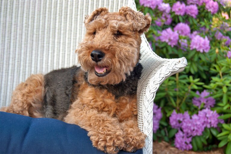 Welsh Terrier 2