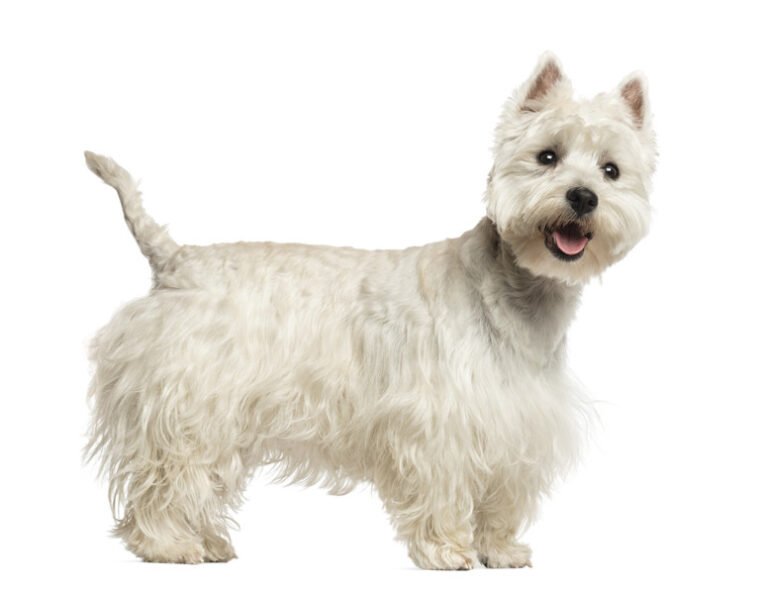 West Highland White Terrier 1